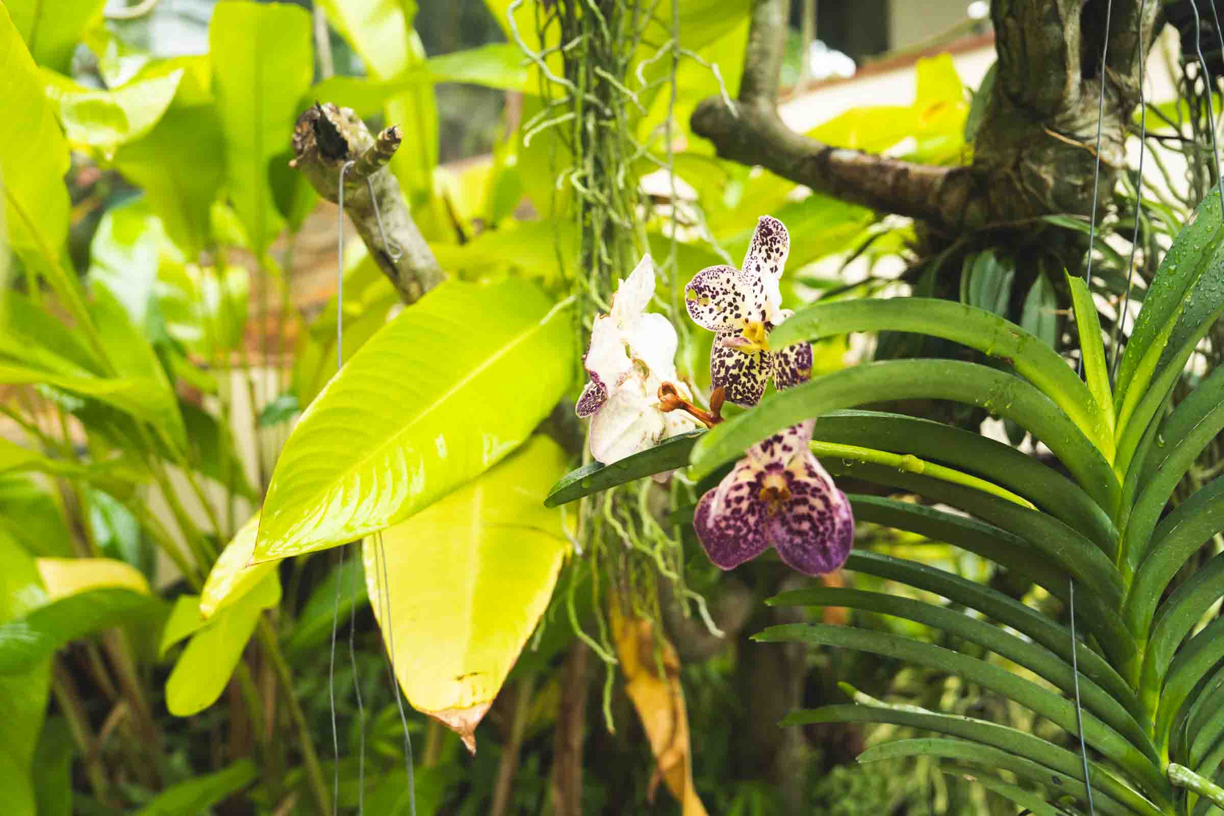 Garden nature